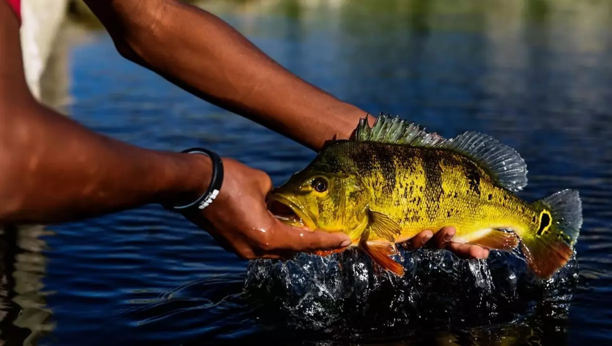 Pesca do Tucunaré na Amazônia